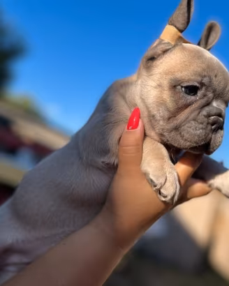 Bulldog francese