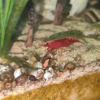 Neocaridine Fire red