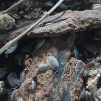 Isopodi Porcellio Spatulatus Coros