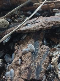Isopodi Porcellio Spatulatus Coros