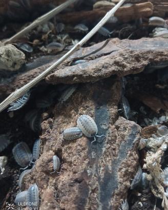 Isopodi Porcellio Spatulatus Coros