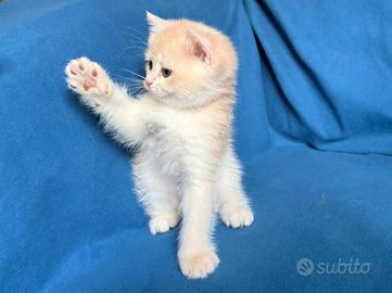 British Shorthair E Scottish straight, fold