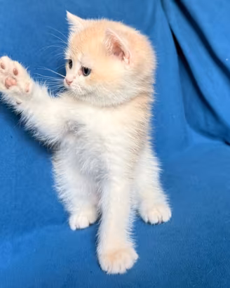 British Shorthair E Scottish straight, fold