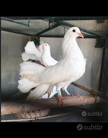 Colombe bianche