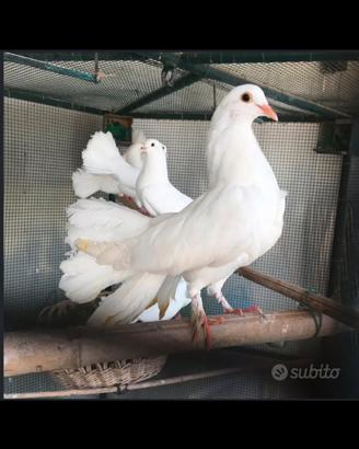 Colombe bianche