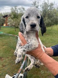 Cucciolo setter inglese
