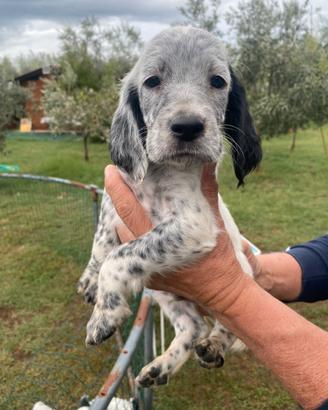Cucciolo setter inglese
