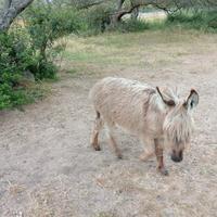 Asinelli di razza sarda