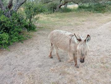 Asinelli di razza sarda