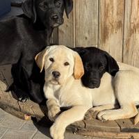 Cucciolo Labrador