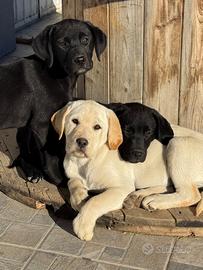 Cucciolo Labrador