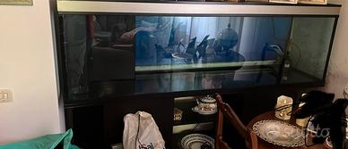 Acquario
