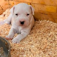 Dogo Argentino