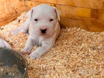 Dogo Argentino