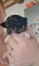 Ultimo cucciolo Chipin (chihuaua toy/pinscher toy)