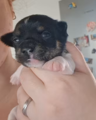 Ultimo cucciolo Chipin (chihuaua toy/pinscher toy)