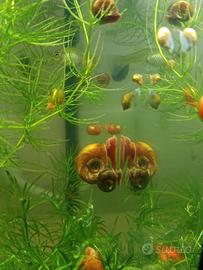 Planorbarius