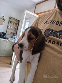 Beagle