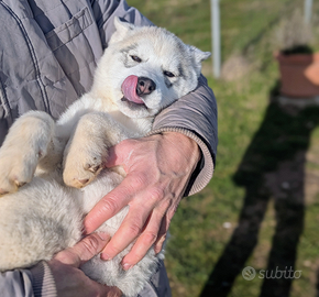 Cuccioli di siberian husky