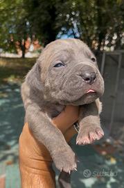 Disponibili Prestigiosi Cuccioli di Cane Corso
