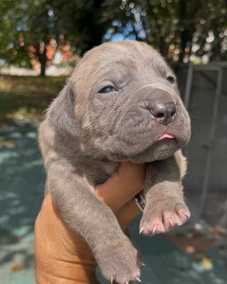 Disponibili Prestigiosi Cuccioli di Cane Corso