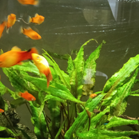 Avanotti Platy