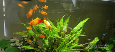Avanotti Platy
