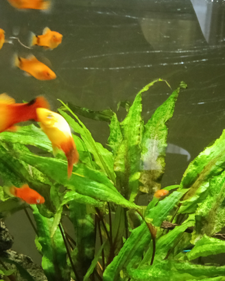 Avanotti Platy