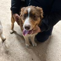 Cucciola di pastore australiano