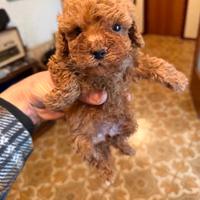 Cucciola Barboncina toy