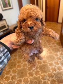 Cucciola Barboncina toy