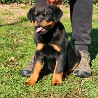 Cuccioli rottweiler alta genealogia