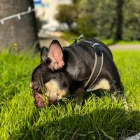 Buldog francese black and tan