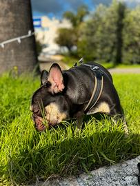 Buldog francese black and tan