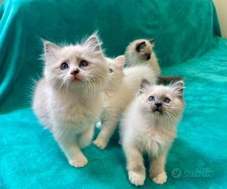 Cuccioli Ragdoll