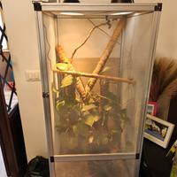 Terrario teca per camaleonte 50*50*100