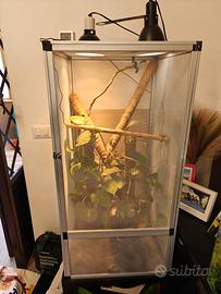 Terrario teca per camaleonte 50*50*100