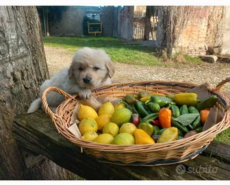 GOLDEN cuccioli
