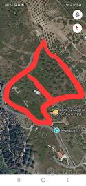 TERRENO AGRICOLO CON ULIVETO ASCEA 