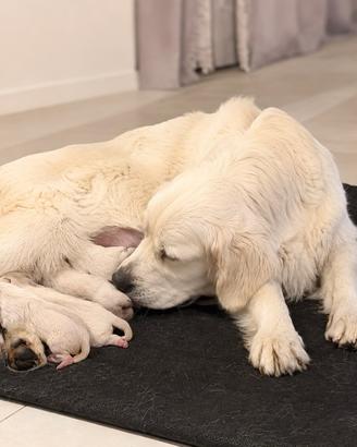 Golden retriver