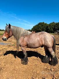 Cavallo Belga da lavoro