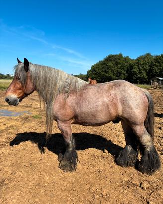 Cavallo Belga da lavoro