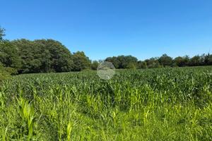 TER. AGRICOLO A SEREGNO