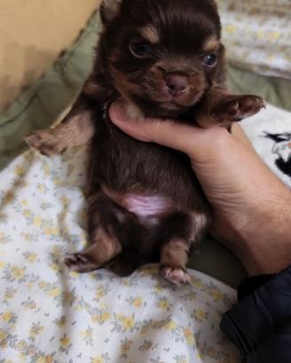 Chiwawa maschio
