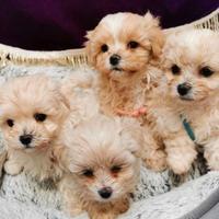Cuccioli di maltipoo maschi femmine