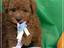 Immagine 4