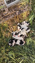 Cuccioli da guardia
