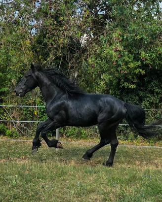 Castrone murgese