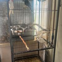 Parrocchetti dal collare