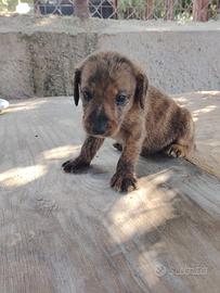 Cuccioli di maremmano jagd terrier